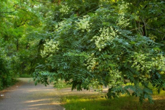 Sophora sa nazýva japonský zázrak, strom zo stovky chorôb