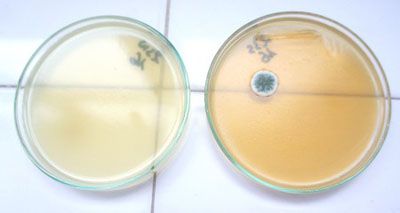 3 етап: Стерилізація   Стерилізація дозволяє досягти абсолютної чистоти, і виключає будь-які прояви життєдіяльності мікроорганізмів, будь то грибки, бактерії, віруси