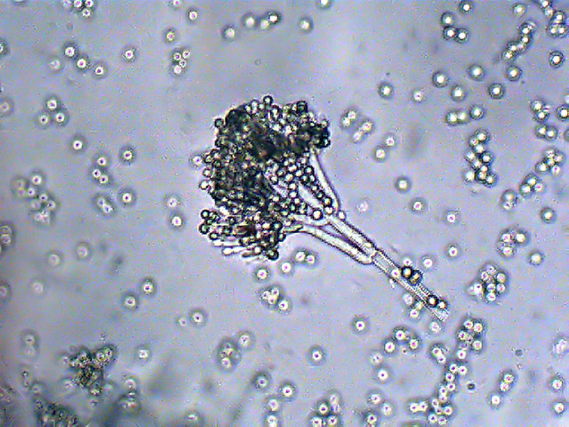 У живій природі його виробляють мікроскопічні гриби роду Penicillium, захищаючи себе від інших мікроорганізмів