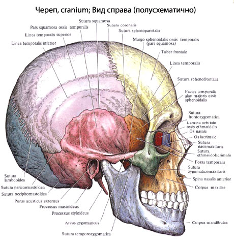 У мозковому черепі розрізняють звід, calvaria, і підстава, basis