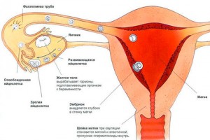 Існують і інші фактори, що провокують передчасну менструацію, наприклад, недоїдання, травмування матки
