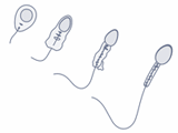 На внутрішній стінці канальців розташовуються клітки 2 типів - сперматогонії (найраніші, перші клітини сперматогенезу, з яких в результаті послідовних клітинних поділів через ряд стадій поступово утворюються зрілі сперматозоїди) і живлять клітини Сертолі