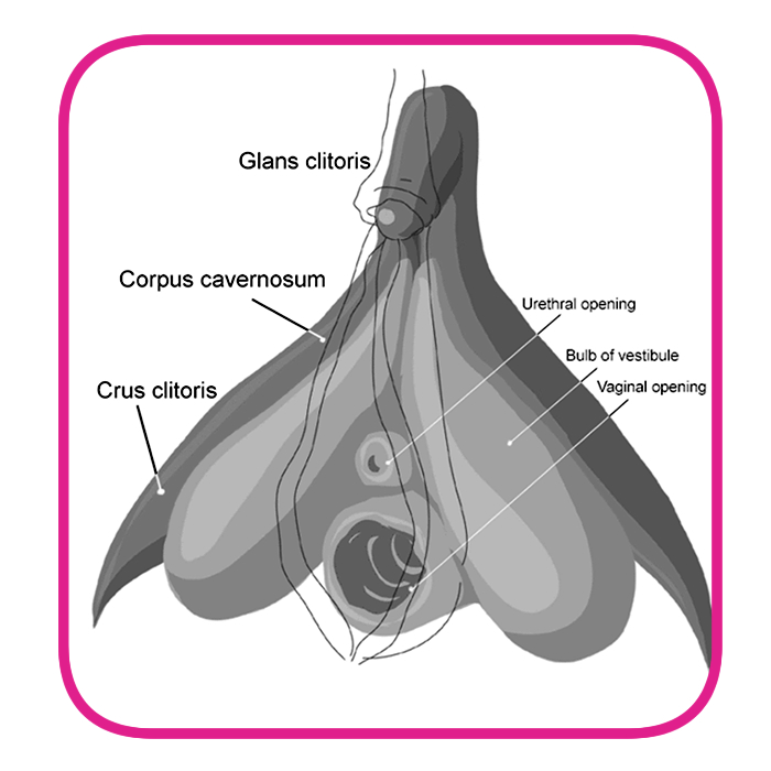 Клітор (clitoris) у жінок - непарне утворення, розташовується позаду і нижче передньої спайки великих губ, між їх передніми ділянками