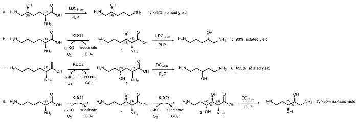 Малюнок 5: ензимний каскадів для синтезу амінокислот спиртів
