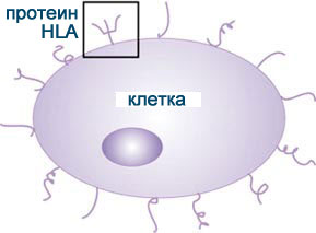 Всі клітини в організмі людини містять на своїй поверхні протеїн, званий HLA (людський лейкоцитарний антиген)