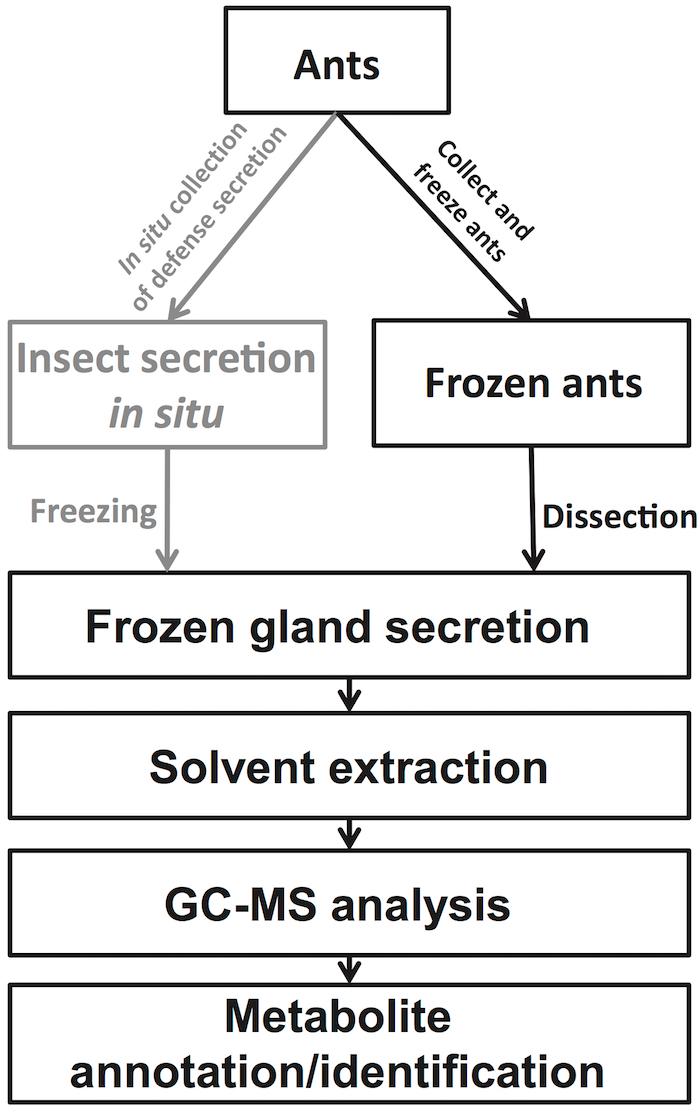 Малюнок 13: схема робочого процесу від зразків мураха метаболіт анотації / ідентифікації в залозі водосховище зміст витримки після аналізу GC-MS
