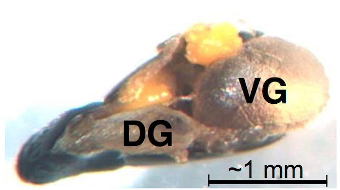 Малюнок 4: мураха Гастер після ізоляції вмісту MGR