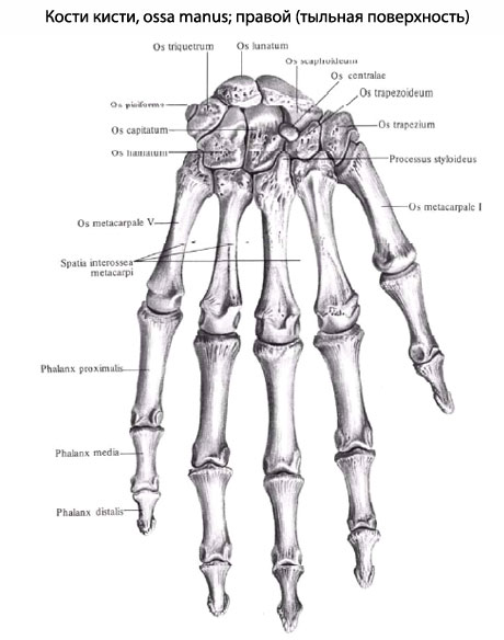 верхній: ладьевидная, напівмісячна, тригранна, гороховідная;   нижній: трапеція, трапецієвидна, головчатая, гачкувата кістки