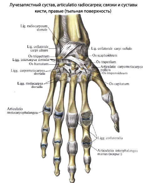 Між п'ятої кісткою і фалангами кожного пальця утворюються рухливі зчленування