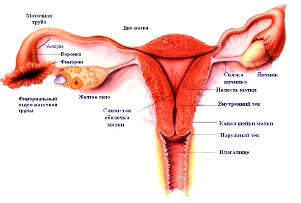 Форма і розміри матки значно змінюються в різні періоди життя і головним чином у зв'язку з вагітністю