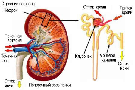 ревматоїдний артрит   геморагічний васкуліт   системна червона вовчанка   амілоїдоз нирок   цукровий діабет   мікроскопічний поліангіїт і інші