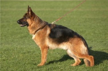 31 травня 2012, 10:04 Переглядів:   Вигулювати собак не по закону стане дорожче