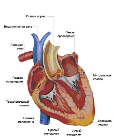 Венозна кров по верхній і нижньої порожнистої вен потрапляє в праве передсердя, звідти в правий шлуночок і далі по легеневої артерії в легені, де збагачується киснем і знову надходить у ліве передсердя