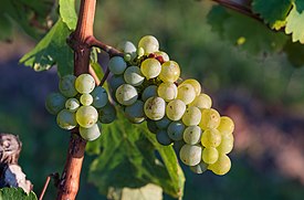 Виноград культурний   наукова класифікація   Міжнародне наукове назву   Vitis vinifera   L