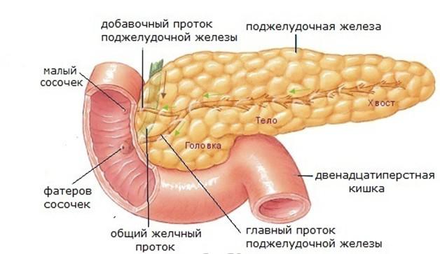 Як заліза зовнішньої секреції вона має вивідні протоки в дванадцятипалу кишку, через які виділяє панкреатичний (панкреатичний) сік з травними ферментами