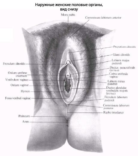 У верхній частині жіночої статевої області знаходиться еректильної орган -   клітор   , Що є жіночим сенсорним статевим органом і виконує важливу роль під час статевого акту