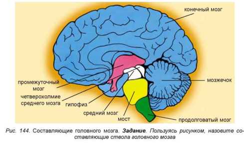 Він проводить імпульси між спинним мозком і розташованими вище відділами головного мозку
