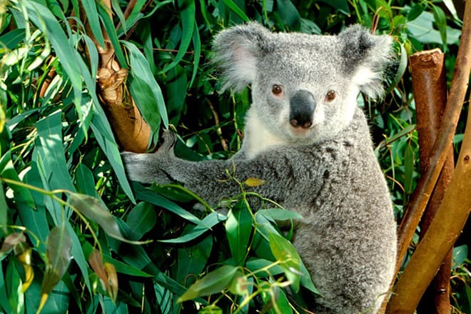 Тільки під час посухи або хвороби коала шукає джерело води