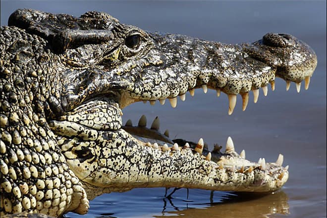 Ребра, які захищають крокодилячі черево, не мають з'єднання з хребтом