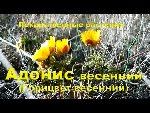 ☘ Адоніс весняний (Горицвіт весняний) |  Лікарські рослини