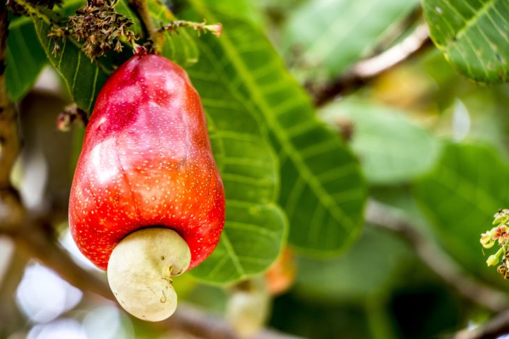 Серед розмаїття сортів горіхів завжди привертають увагу плоди, форма яких нагадує нирку