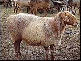 В Алтайському краї зайнялися розведенням овець Едільбаєвськая породи (мясосального напрям продуктивності)