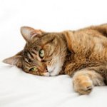 Отруєння у кішок - одна з найнебезпечніших проблем зі здоров'ям, яка може привести до летального результату