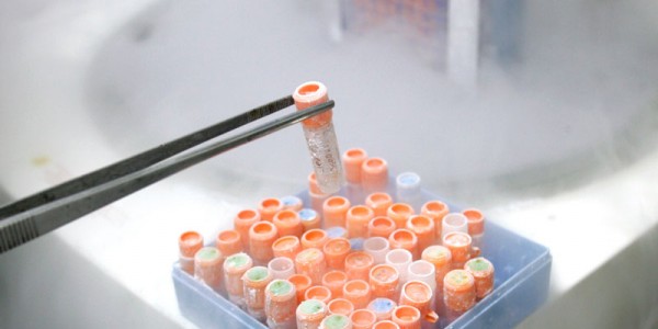 Вчені проводять експерименти над стовбуровими клітинами