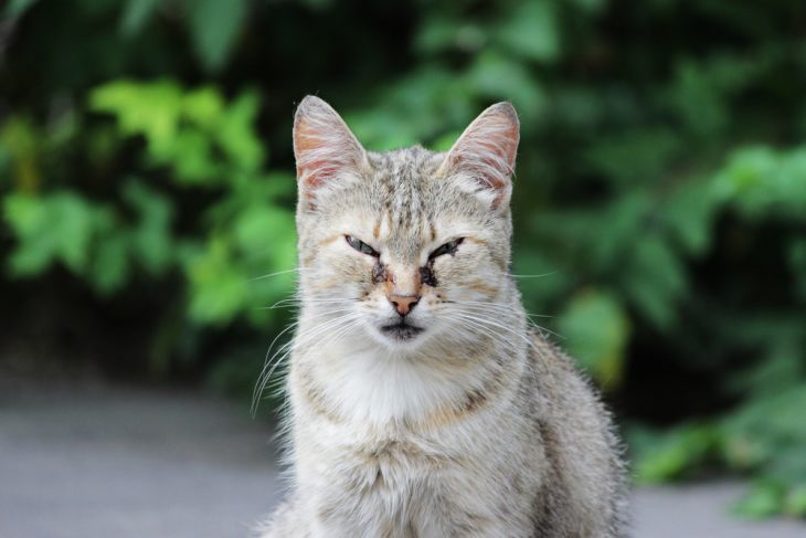 У багатьох власників пухнастих вихованців іноді може виникнути проблема, коли у кішки гниють очі
