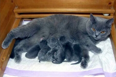 Перші дев'ять днів кошенята будуть сліпі, і орієнтуватися тільки на запах матері