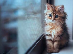 Вестибулярним синдромом кішок називається будь-який процес, що приводить до порушень в роботі вестибулярного апарату в голові у тварини
