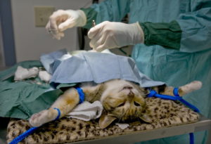 Кращим засобом попередження піометри для кішки є її рання стерилізація (близько 8 місяців)