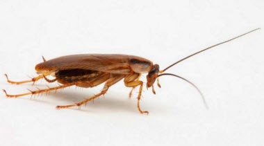 Мабуть, практично неможливо знайти жодного жителя міської квартири, а особливо гуртожитку, якому не доводилося б стикатися з проблемою тарганів