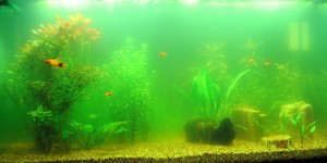 Акваріум - це замкнута екосистема з присутністю різних організмів і об'єктів, які відтворюють біологічний баланс, максимально природний і сприятливий для існування і успішної життєдіяльності рибок