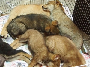 У зв'язку з цим можна виділити кілька можливих джерел зараження: