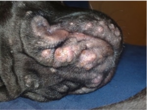 Якщо ви підозрюєте, що у вашого вихованця розвивається чума, то єдиним вірним рішенням буде виклик ветеринара додому