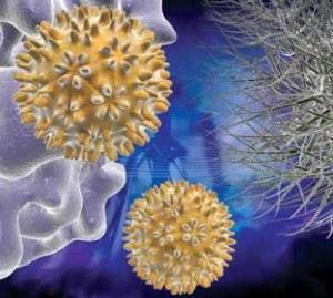 З них високу онкогенність, тобто зв'язок між вірус папіломи людини і рак шийки матки мають два HPV 16 і 18