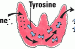 Аналіз концентрації в крові трийодтироніну використовується при діагностуванні захворювань щитовидки