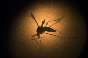 Комар Aedes aegypti, Фото: ЧТК   Виявлена ​​вченими Центру біології р Чешске Будейовіце АН і брненського науково-дослідного інституту ветеринарної медицини група речовин здатна, як стало днями відомо, поставити заслін також вірусу Зика, переносимого комарами роду Aedes