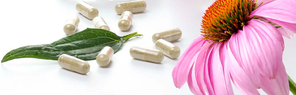 Ехінацея пурпурна - багаторічна невисока рослина