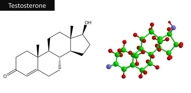 Андрогени: основи фізіології