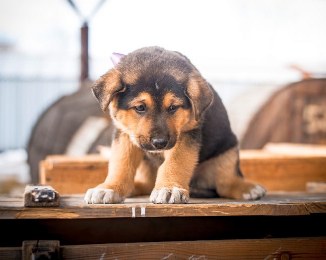 com/kakie-krupy-mozhno-davat-sobakam/