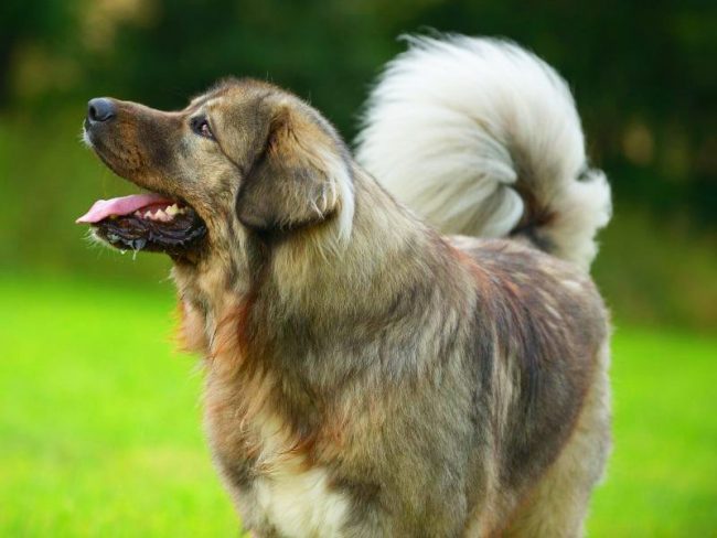 При цьому їй потрібен власник з вольовим характером