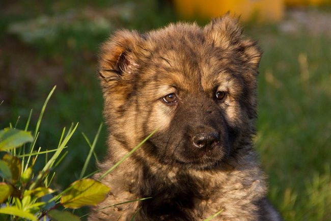 В 6 місяців щеня вже підростає до великих розмірів, а в рік - стає повноцінним великим псом