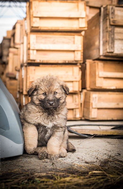 Самки цієї породи більш поступливі, їх легше   дресирувати   , Самці - більш примхливі, сильні, ефектні, їм потрібен впевнений і досвідчений господар