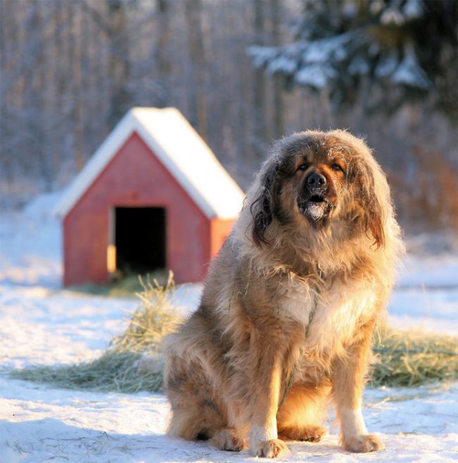 com/kak-chistit-ushi-sobake/