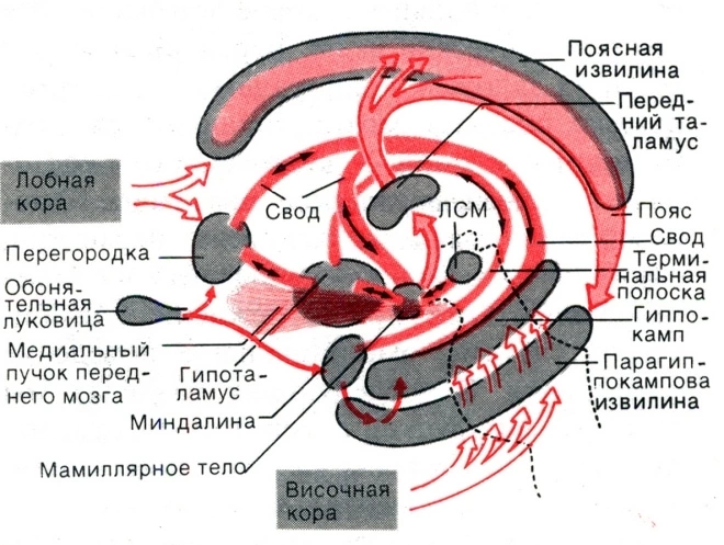 Одним з найбільш поширених недуг кори можна назвати таку патологію, як кіста прозорою перегородки головного мозку