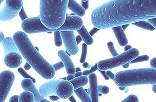 Для рівномірного розподілу порошку в кормі, його розтирають в невеликій кількості питної води, а потім ретельно перемішують з денною порцією комбікорму