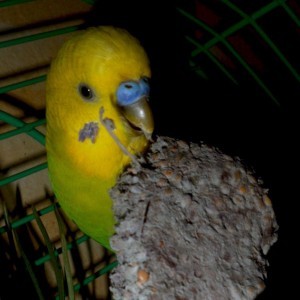 Рецепт глиняних коржів для хвилястого папугу від   Дар'ї Тахова   :