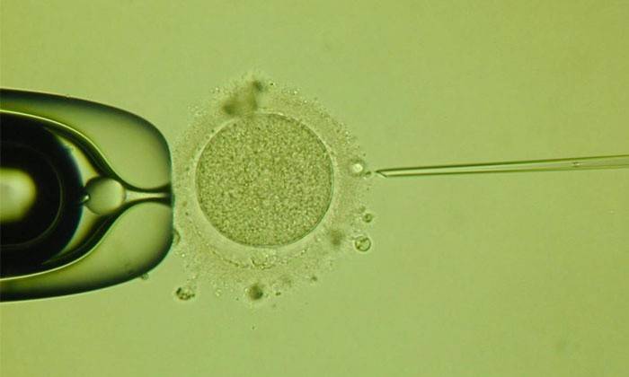 Так як рух яйцеклітини по матковій трубі триває 6-7 днів, кровотеча виникає приблизно через тиждень після статевого контакту